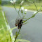 House Fly