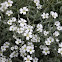 Boreal chickweed