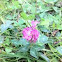Red clover