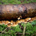 Striegeliger Schichtpilz