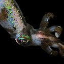 Bigfin Reef Squid