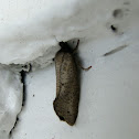 Moth