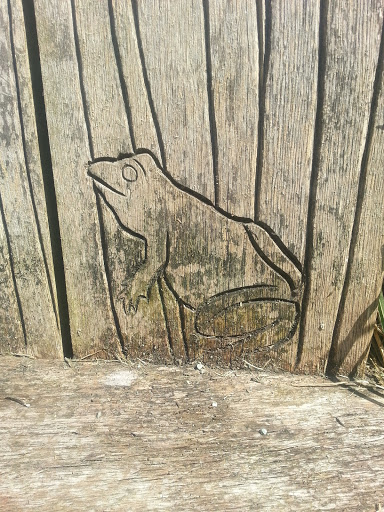 Frog On The Bench 