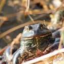 American Bullfrog