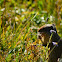 Columbian ground squirrel