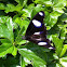Danaid Eggfly