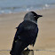 Jackdaw