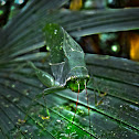 Green Katydid