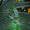 Green Katydid