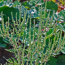 Ragweed of Maine