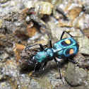 Tiger Beetle