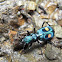 Tiger Beetle