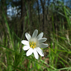 Greater Stitchwort