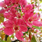 Springtime Blossoms