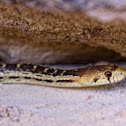 Gopher snake