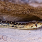 Gopher snake