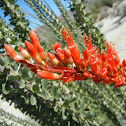 Ocotillo