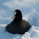 Eurasian Coot (Fulica atra)