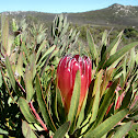 Protea