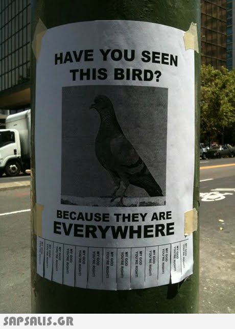 HAVE YOU SEEN THIS BIRD? BECAUSE THEY ARE EVERYWHERE 