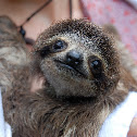 Three Toed Sloth
