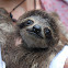 Three Toed Sloth
