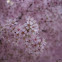 Cherry Blossom