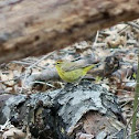 Orange-crowned warbler