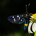 Butterfly bird