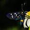 Butterfly bird