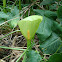 Italian arum