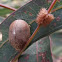 Tortoise leaf beetle