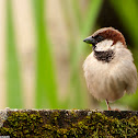 Common House Sparrow