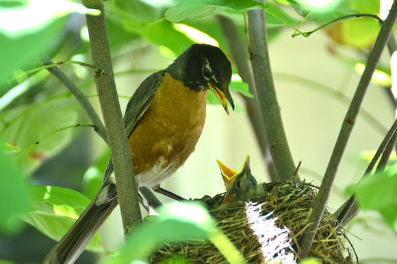 Spotting Image 1