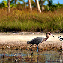 Planeta Holbox