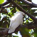 Sulphur-crested Cockatoo