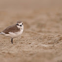 Kentish Plover