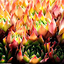 Echeveria sp.