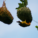 Southern Masked Weaver