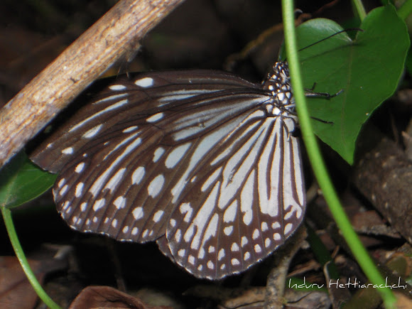 Spotting Image 1