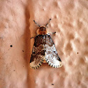 Moth