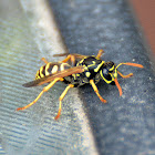 European Paper Wasp