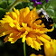 Bumble bee