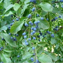 Blue fruit
