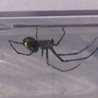 Orchard Orbweaver