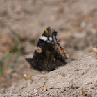 Red Admiral Butterfly