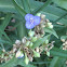 Spiderwort