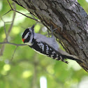 Downy Woodpecker