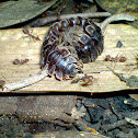 Tractor Millipede