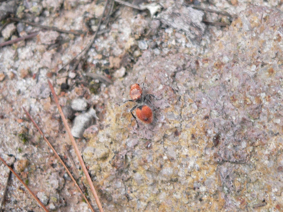 Spotting Image 1